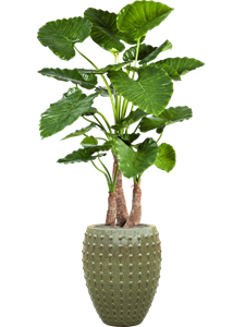 {{productViewItem.photos[photoViewList.activeNavIndex].Alt || productViewItem.photos[photoViewList.activeNavIndex].Description || 'Alocasia calidora in Laos, 27109'}}