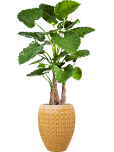 {{productViewItem.photos[photoViewList.activeNavIndex].Alt || productViewItem.photos[photoViewList.activeNavIndex].Description || 'Alocasia calidora in Laos, 27110'}}