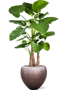 {{productViewItem.photos[photoViewList.activeNavIndex].Alt || productViewItem.photos[photoViewList.activeNavIndex].Description || 'Alocasia calidora in Baq Metallic Silver leaf'}}