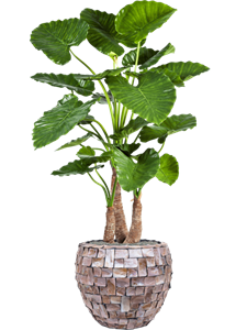 {{productViewItem.photos[photoViewList.activeNavIndex].Alt || productViewItem.photos[photoViewList.activeNavIndex].Description || 'Alocasia calidora in Baq Oceana Pearl, 27116'}}