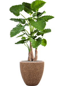 {{productViewItem.photos[photoViewList.activeNavIndex].Alt || productViewItem.photos[photoViewList.activeNavIndex].Description || 'Alocasia calidora in Baq Naturescast'}}