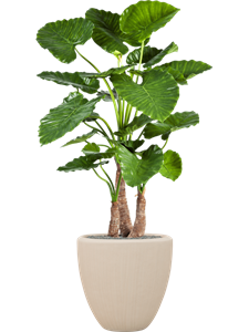 {{productViewItem.photos[photoViewList.activeNavIndex].Alt || productViewItem.photos[photoViewList.activeNavIndex].Description || 'Alocasia calidora in Baq Polystone Plain, 27120'}}