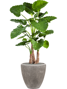 {{productViewItem.photos[photoViewList.activeNavIndex].Alt || productViewItem.photos[photoViewList.activeNavIndex].Description || 'Alocasia calidora in Baq Polystone Plain, 27123'}}