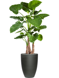 {{productViewItem.photos[photoViewList.activeNavIndex].Alt || productViewItem.photos[photoViewList.activeNavIndex].Description || 'Alocasia calidora in Refined, 27125'}}