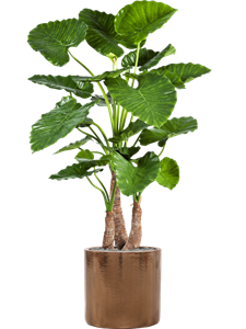 {{productViewItem.photos[photoViewList.activeNavIndex].Alt || productViewItem.photos[photoViewList.activeNavIndex].Description || 'Alocasia calidora in Cylinder, 27126'}}