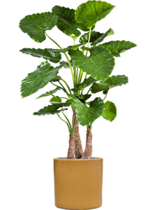 {{productViewItem.photos[photoViewList.activeNavIndex].Alt || productViewItem.photos[photoViewList.activeNavIndex].Description || 'Alocasia calidora in Cylinder, 27127'}}