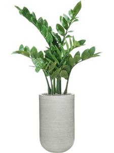 {{productViewItem.photos[photoViewList.activeNavIndex].Alt || productViewItem.photos[photoViewList.activeNavIndex].Description || 'Zamioculcas in Ridged Horizontally'}}