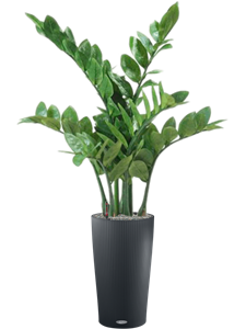 {{productViewItem.photos[photoViewList.activeNavIndex].Alt || productViewItem.photos[photoViewList.activeNavIndex].Description || 'Zamioculcas in Lechuza Cilindro 23'}}