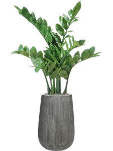 {{productViewItem.photos[photoViewList.activeNavIndex].Alt || productViewItem.photos[photoViewList.activeNavIndex].Description || 'Zamioculcas in Ridged Vertically'}}