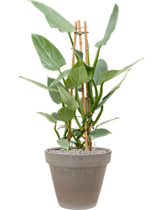 {{productViewItem.photos[photoViewList.activeNavIndex].Alt || productViewItem.photos[photoViewList.activeNavIndex].Description || 'Philodendron &#39;Silver `Queen&#39; in Terra Cotta'}}