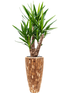 {{productViewItem.photos[photoViewList.activeNavIndex].Alt || productViewItem.photos[photoViewList.activeNavIndex].Description || 'Yucca elephantipes in Baq Facets Jenga'}}