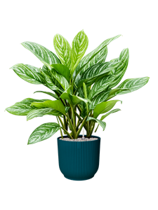 {{productViewItem.photos[photoViewList.activeNavIndex].Alt || productViewItem.photos[photoViewList.activeNavIndex].Description || 'Aglaonema &#39;Stripes&#39; in Vibes Fold'}}