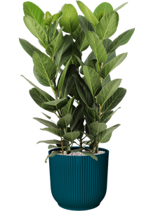 {{productViewItem.photos[photoViewList.activeNavIndex].Alt || productViewItem.photos[photoViewList.activeNavIndex].Description || 'Ficus benghalensis &#39;Audrey&#39; in Vibes Fold, 27221'}}