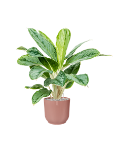 {{productViewItem.photos[photoViewList.activeNavIndex].Alt || productViewItem.photos[photoViewList.activeNavIndex].Description || 'Aglaonema Cintho Queen in Vibes Fold, 27227'}}