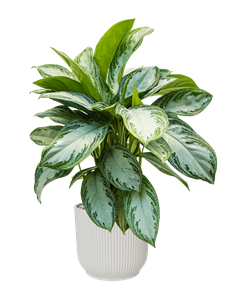 {{productViewItem.photos[photoViewList.activeNavIndex].Alt || productViewItem.photos[photoViewList.activeNavIndex].Description || 'Aglaonema &#39;Silver Bay&#39; in Vibes Fold, 27233'}}