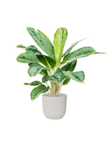 {{productViewItem.photos[photoViewList.activeNavIndex].Alt || productViewItem.photos[photoViewList.activeNavIndex].Description || 'Aglaonema Cintho Queen in Vibes Fold, 27235'}}