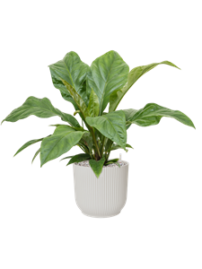 {{productViewItem.photos[photoViewList.activeNavIndex].Alt || productViewItem.photos[photoViewList.activeNavIndex].Description || 'Anthurium elipticum &#39;Jungle Bush&#39; in Vibes Fold, 27236'}}