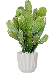 {{productViewItem.photos[photoViewList.activeNavIndex].Alt || productViewItem.photos[photoViewList.activeNavIndex].Description || 'Opuntia consolea in Vibes Fold, 27238'}}