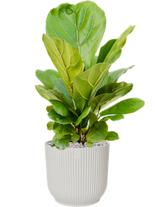 {{productViewItem.photos[photoViewList.activeNavIndex].Alt || productViewItem.photos[photoViewList.activeNavIndex].Description || 'Ficus lyrata in Vibes Fold, 27240'}}