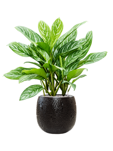 {{productViewItem.photos[photoViewList.activeNavIndex].Alt || productViewItem.photos[photoViewList.activeNavIndex].Description || 'Aglaonema &#39;Stripes&#39; in Marly, 27243'}}