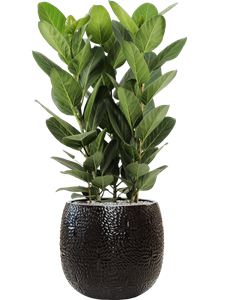 {{productViewItem.photos[photoViewList.activeNavIndex].Alt || productViewItem.photos[photoViewList.activeNavIndex].Description || 'Ficus benghalensis &#39;Audrey&#39; in Marly, 27244'}}