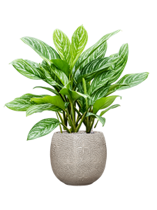 {{productViewItem.photos[photoViewList.activeNavIndex].Alt || productViewItem.photos[photoViewList.activeNavIndex].Description || 'Aglaonema &#39;Stripes&#39; in Marly, 27259'}}