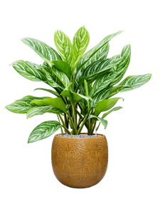 {{productViewItem.photos[photoViewList.activeNavIndex].Alt || productViewItem.photos[photoViewList.activeNavIndex].Description || 'Aglaonema &#39;Stripes&#39; in Marly, 27263'}}