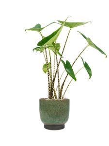 {{productViewItem.photos[photoViewList.activeNavIndex].Alt || productViewItem.photos[photoViewList.activeNavIndex].Description || 'Alocasia zebrina in Linn'}}