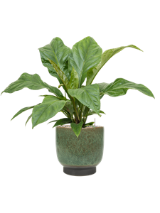 {{productViewItem.photos[photoViewList.activeNavIndex].Alt || productViewItem.photos[photoViewList.activeNavIndex].Description || 'Anthurium elipticum &#39;Jungle Bush&#39; in Linn'}}