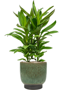 {{productViewItem.photos[photoViewList.activeNavIndex].Alt || productViewItem.photos[photoViewList.activeNavIndex].Description || 'Cordyline fruticosa&#39; Glauca&#39; in Linn'}}