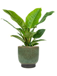 {{productViewItem.photos[photoViewList.activeNavIndex].Alt || productViewItem.photos[photoViewList.activeNavIndex].Description || 'Philodendron &#39;Imperial Green&#39; in Linn'}}