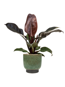 {{productViewItem.photos[photoViewList.activeNavIndex].Alt || productViewItem.photos[photoViewList.activeNavIndex].Description || 'Philodendron `Imperial Red&#39; in Linn'}}