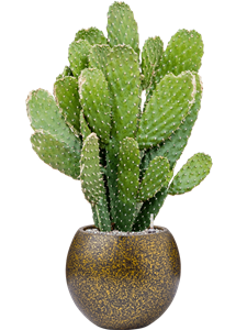 {{productViewItem.photos[photoViewList.activeNavIndex].Alt || productViewItem.photos[photoViewList.activeNavIndex].Description || 'Opuntia consolea in Capi Lux Terrazzo'}}