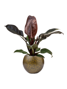 {{productViewItem.photos[photoViewList.activeNavIndex].Alt || productViewItem.photos[photoViewList.activeNavIndex].Description || 'Philodendron `Imperial Red&#39; in Capi Lux Terrazzo, 27291'}}