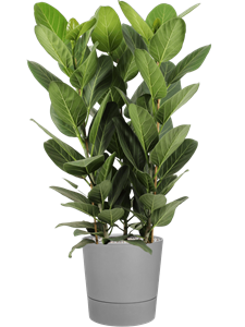 {{productViewItem.photos[photoViewList.activeNavIndex].Alt || productViewItem.photos[photoViewList.activeNavIndex].Description || 'Ficus benghalensis &#39;Audrey&#39; in Greensense Aqua Care'}}