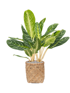 {{productViewItem.photos[photoViewList.activeNavIndex].Alt || productViewItem.photos[photoViewList.activeNavIndex].Description || 'Aglaonema &#39;Key Lime&#39; in Bohemian'}}