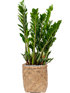 {{productViewItem.photos[photoViewList.activeNavIndex].Alt || productViewItem.photos[photoViewList.activeNavIndex].Description || 'Zamioculcas zamiifolia in Bohemian, 27308'}}