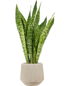 {{productViewItem.photos[photoViewList.activeNavIndex].Alt || productViewItem.photos[photoViewList.activeNavIndex].Description || 'Sansevieria masoniana &#39;Dragon&#39; in Baq Raindrop, 27312'}}