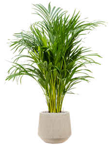 {{productViewItem.photos[photoViewList.activeNavIndex].Alt || productViewItem.photos[photoViewList.activeNavIndex].Description || 'Dypsis (Areca) lutescens in Baq Raindrop'}}