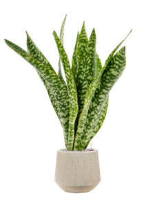 {{productViewItem.photos[photoViewList.activeNavIndex].Alt || productViewItem.photos[photoViewList.activeNavIndex].Description || 'Sansevieria masoniana &#39;Dragon&#39; in Baq Raindrop, 27329'}}