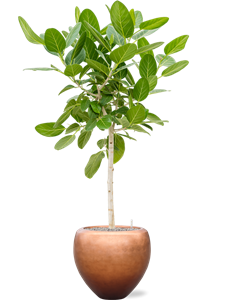 {{productViewItem.photos[photoViewList.activeNavIndex].Alt || productViewItem.photos[photoViewList.activeNavIndex].Description || 'Ficus benghalensis &#39;Audrey&#39; in Baq Metallic Silver leaf, 27342'}}