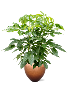 {{productViewItem.photos[photoViewList.activeNavIndex].Alt || productViewItem.photos[photoViewList.activeNavIndex].Description || 'Schefflera actinophylla &#39;Amate&#39; in Baq Metallic Silver leaf, 27344'}}