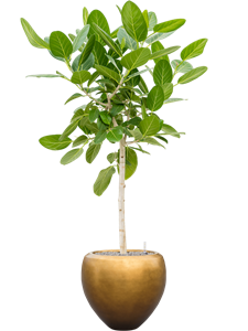 {{productViewItem.photos[photoViewList.activeNavIndex].Alt || productViewItem.photos[photoViewList.activeNavIndex].Description || 'Ficus benghalensis &#39;Audrey&#39; in Baq Metallic Silver leaf, 27351'}}