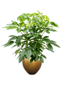 {{productViewItem.photos[photoViewList.activeNavIndex].Alt || productViewItem.photos[photoViewList.activeNavIndex].Description || 'Schefflera actinophylla &#39;Amate&#39; in Baq Metallic Silver leaf, 27353'}}