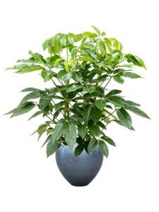 {{productViewItem.photos[photoViewList.activeNavIndex].Alt || productViewItem.photos[photoViewList.activeNavIndex].Description || 'Schefflera actinophylla &#39;Amate&#39; in Baq Metallic Silver leaf, 27356'}}