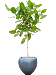 {{productViewItem.photos[photoViewList.activeNavIndex].Alt || productViewItem.photos[photoViewList.activeNavIndex].Description || 'Ficus benghalensis &#39;Audrey&#39; in Baq Metallic Silver leaf, 27358'}}