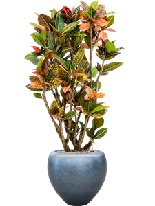 {{productViewItem.photos[photoViewList.activeNavIndex].Alt || productViewItem.photos[photoViewList.activeNavIndex].Description || 'Croton variegatum &#39;Petra&#39; in Baq Metallic Silver leaf, 27361'}}