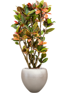 {{productViewItem.photos[photoViewList.activeNavIndex].Alt || productViewItem.photos[photoViewList.activeNavIndex].Description || 'Croton variegatum &#39;Petra&#39; in Baq Metallic Silver leaf, 27366'}}