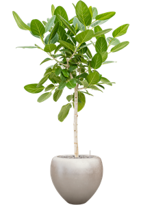 {{productViewItem.photos[photoViewList.activeNavIndex].Alt || productViewItem.photos[photoViewList.activeNavIndex].Description || 'Ficus benghalensis &#39;Audrey&#39; in Baq Metallic Silver leaf, 27370'}}