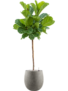 {{productViewItem.photos[photoViewList.activeNavIndex].Alt || productViewItem.photos[photoViewList.activeNavIndex].Description || 'Ficus lyrata in Grigio, 27377'}}